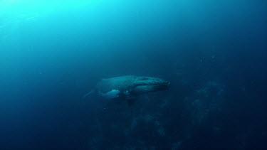 Humpback whale over deep reef - NOTE changed from Howard Hall's original description