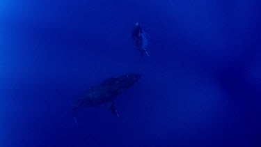 Pair of whale resting in open water at about 50 feet