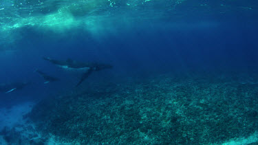 Mother, Calf, and Escort Humpbacks over coral reef