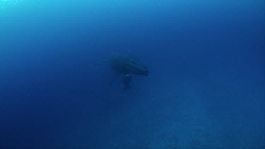 Mother and calf humpback whale sleep over deep reef