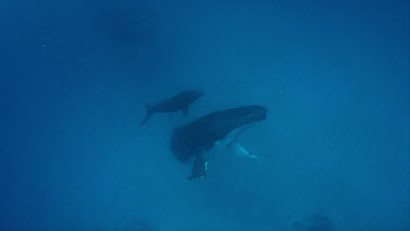 Mother and calf humpback whale sleep over sand