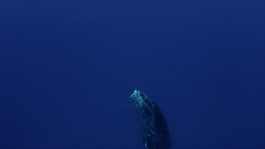 Humpback whale calf ascends very close to camera