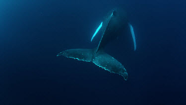 Flukes of sleeping Humpback whale