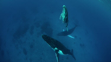 Mother, calf, and escort humpbacks over reef