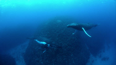 Mother, calf, and escort humpbacks over reef