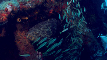 Goliath grouper surrounded by bait fish