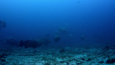 Group of Goliath Grouper over sand with baitfish