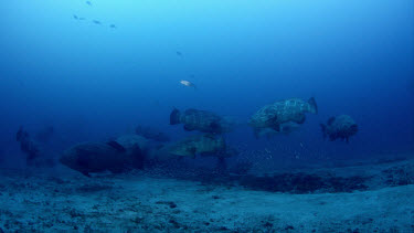 Group of Goliath Grouper over sand with baitfish