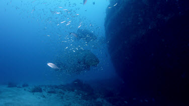 Goliath Grouper near shipwreck surrounded by baitfish