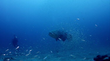 Goliath grouper surrounded by bait fish near Michele Hall