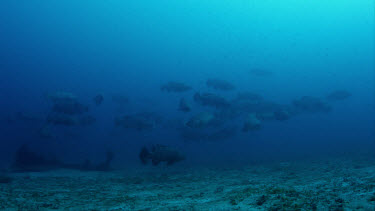 Large group of Goliath Grouper over sand