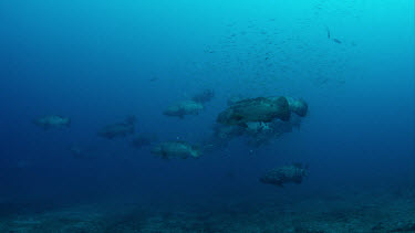Large group of Goliath Grouper over sand with Michele