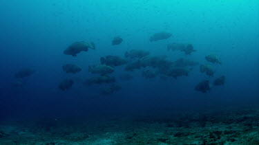 Very large group of Goliath Grouper over sand