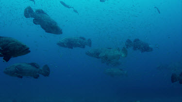 Large group of Goliath Grouper over sand with Michele