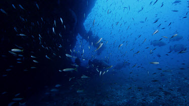 Goliath Grouper beneath bow surrounded by baitfish