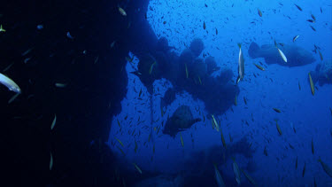 Close shot of Goliath Grouper next to wreck surrounded by baitfish