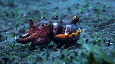 Flamboyant Cuttlefish (Metasepia pfefferi) walking