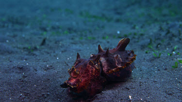 Flamboyant Cuttlefish (Metasepia pfefferi) walking