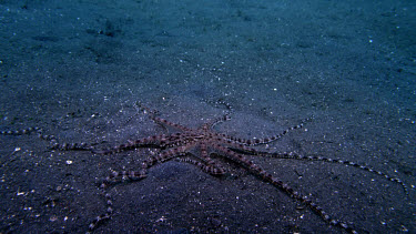 Mimic Octopus, Thaumoctopus mimicus, moving on sand