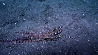 Mimic Octopus, Thaumoctopus mimicus, moving on sand