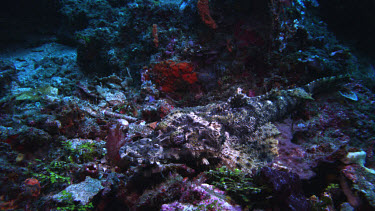 Crocodilefish, Cymbacephalus beauforti