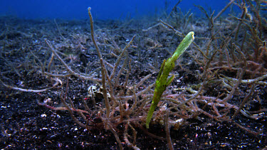 Robust Ghostpipefish, Solenostomus cyanopterus