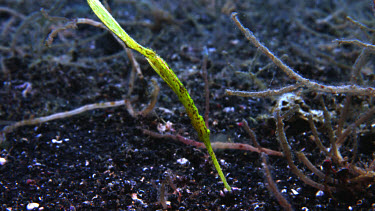 Robust Ghostpipefish, Solenostomus cyanopterus