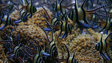 Banggai cardinal fish, Pterapogon kaudemi