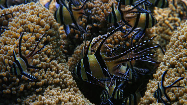 Banggai cardinal fish, Pterapogon kaudemi