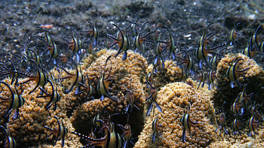 Banggai cardinal fish, Pterapogon kaudemi