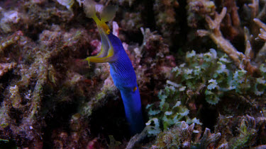 Ribbon eel, Rhinomuraena quaesita