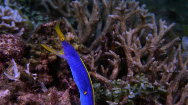 Ribbon eel, Rhinomuraena quaesita