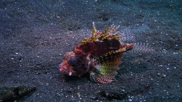 Shortfin lion fish, Dendrochirus brachypterus