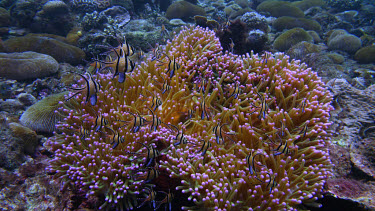 Banggai cardinal fish, Pterapogon kaudemi over clown anemone