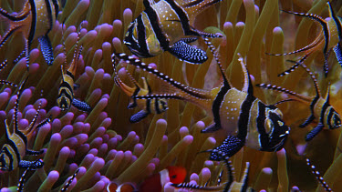 Banggai cardinal fish, Pterapogon kaudemi over clown anemone