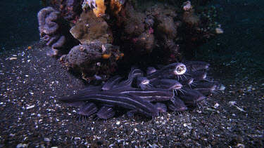 Large Striped catfish, Plotosus lineatus, under rock