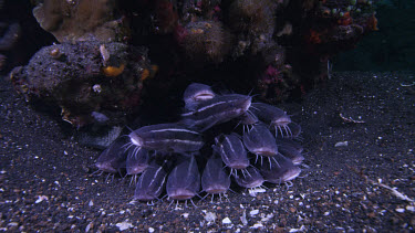 Large Striped catfish, Plotosus lineatus, under rock