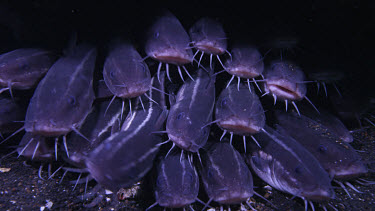 Large Striped catfish, Plotosus lineatus, under rock