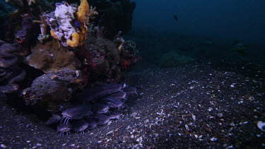 Large Striped catfish, Plotosus lineatus, under rock