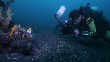 Michele photographs Large Striped catfish, Plotosus lineatus