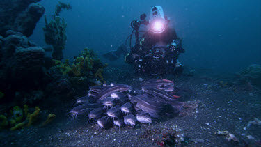 Michele photographs Large Striped catfish, Plotosus lineatus