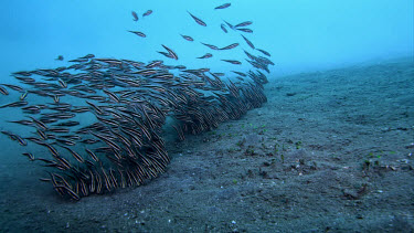 Striped catfish, Plotosus lineatus, feeding in sand