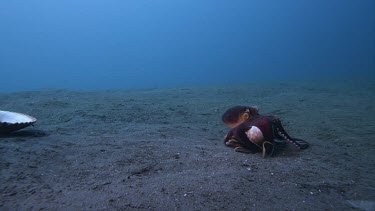 Coconut octopus, Octopus marginatus, walks carrying shell