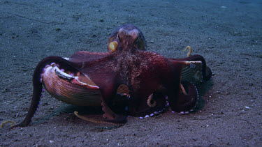 Coconut octopus, Octopus marginatus, walks carrying shell