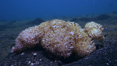 Flower coral (Anthelia) filter feeding