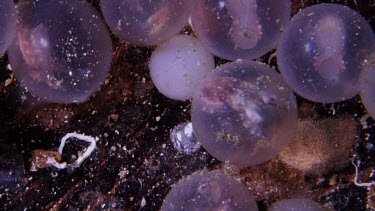 Flamboyant Cuttlefish (Metasepia pfefferi) eggs hatch