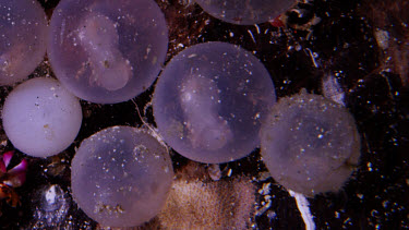 Flamboyant Cuttlefish (Metasepia pfefferi) eggs hatch