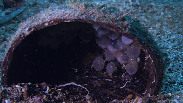 Flamboyant Cuttlefish (Metasepia pfefferi) eggs hatch