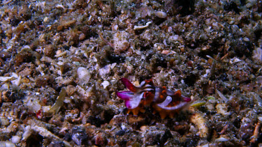 Flamboyant Cuttlefish (Metasepia pfefferi) babies on sand