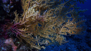 Sea Fan wide with Pigmy Seahorses